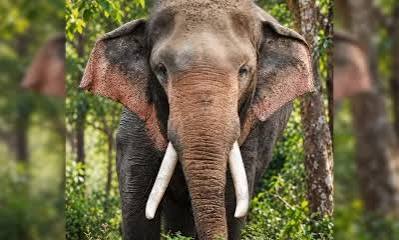 Complaint Filed with CID Seeking Justice for Kavanthissa the Elephant