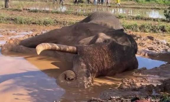 Sajith Premadasa Calls for Independent, Transparent Investigation into the Death of Tusker Kawanthissa