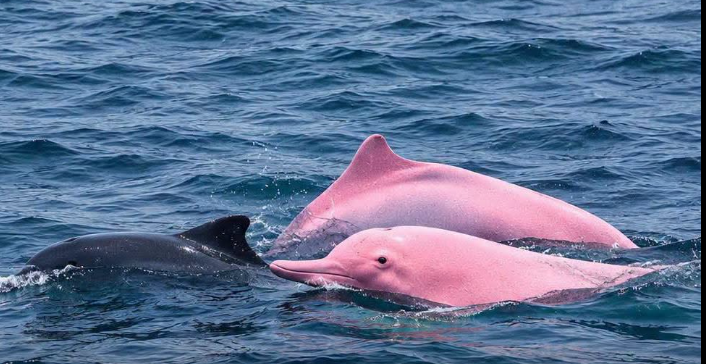 Rare Pink Dolphin Reportedly Spotted Off Oman’s Coast