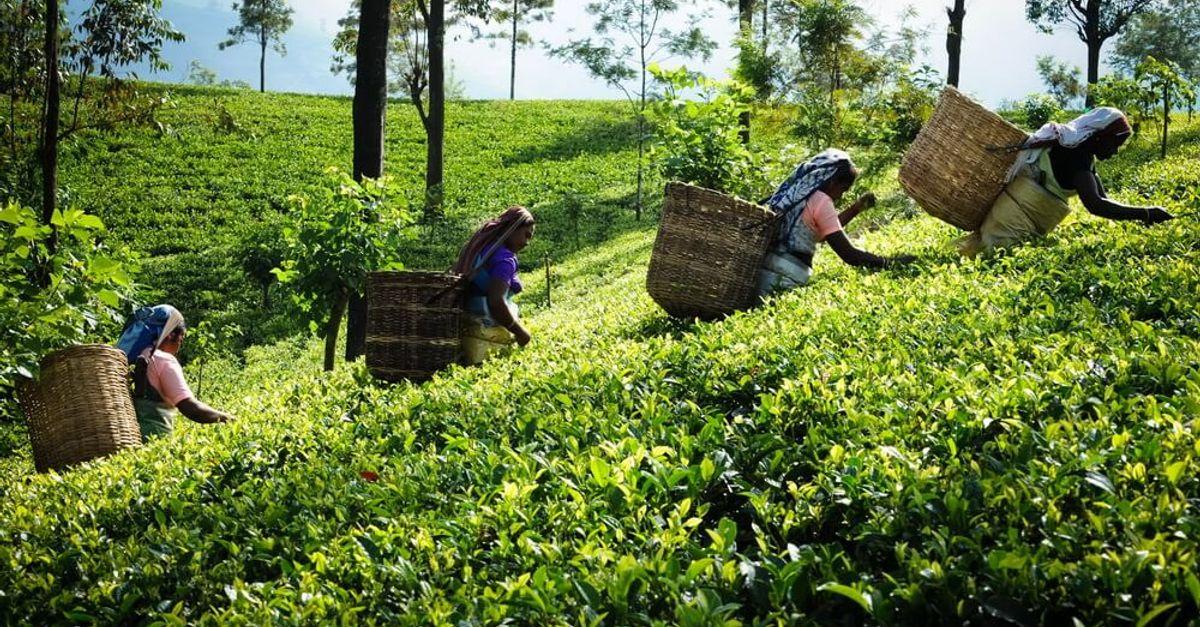 Sri Lanka’s High Grown Tea Output Plunges to 34-Year Low Amid Heavy August Rains