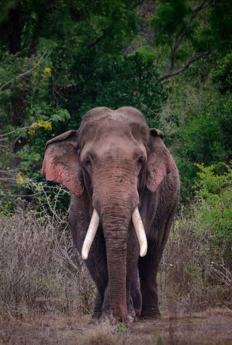 Environmental Group Calls for Accountability Over Kawanthissa Elephant’s Death