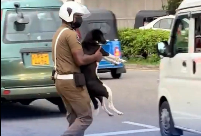 Colombo Traffic Police Officer Wins Hearts Online After Carrying Disabled Dog Across Busy Road
