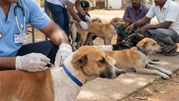 Veterinary Doctors Criticise Proposal to Transfer Rabies Control Programme