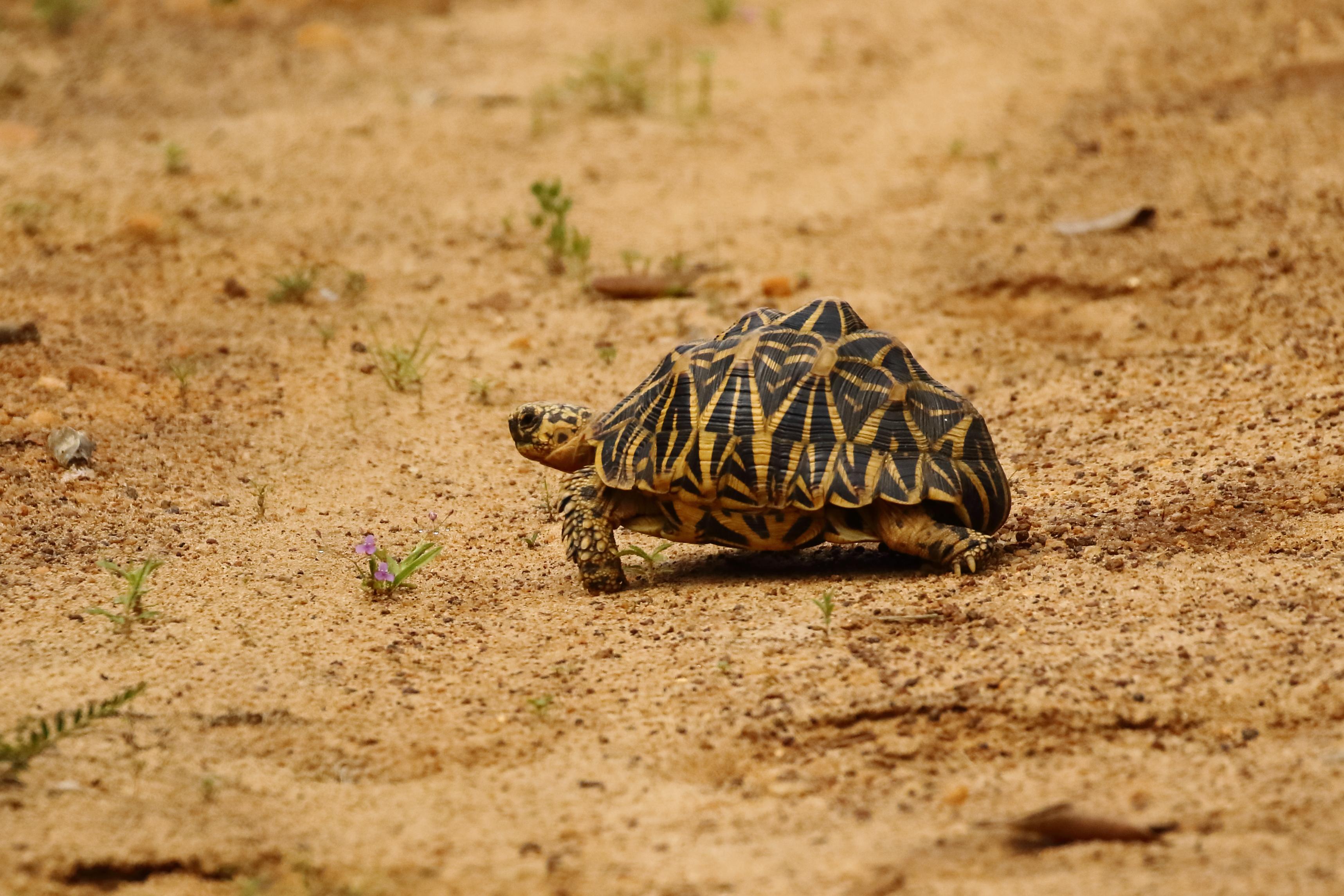 15 Tortoises Rescued from Abandoned Well in Ritigala
