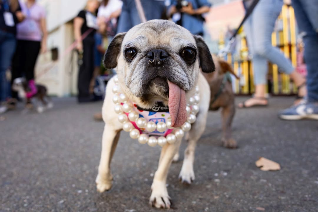 Jinny Lu Crowned World’s Ugliest Dog 2026