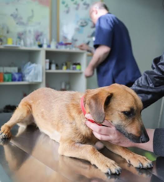 Veterinary Associations Call for Proper Management of Rabies Eradication Programme and Dog Registration Law