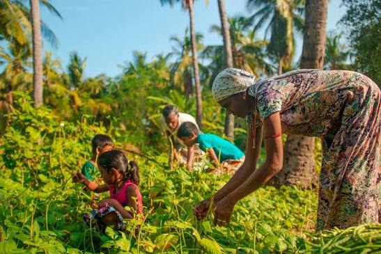 Public Petition Launched Seeking Release of Funds Invested in Agricultural Projects