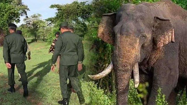 Elephant Agbo Found Safe with Support from Sri Lanka Army
