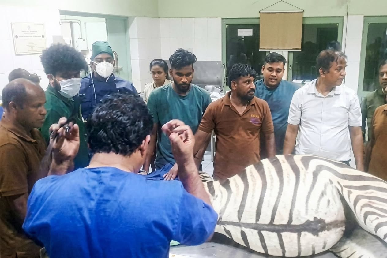 Dehiwala Zoo Zebra recovering well after successful emergency surgery