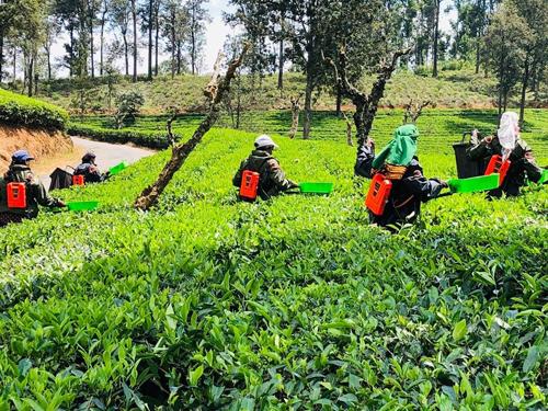 Mechanized Tea Plucking: A Technology that Transforms Tradition and Eases the Burden on Tea Pluckers
