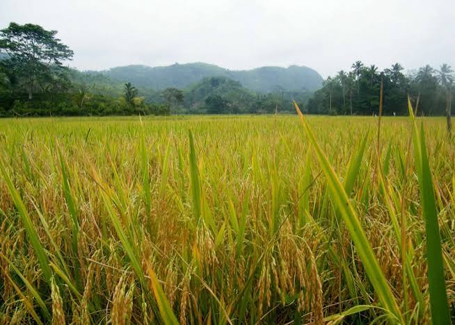 Agricultural Census Begins in Colombo District