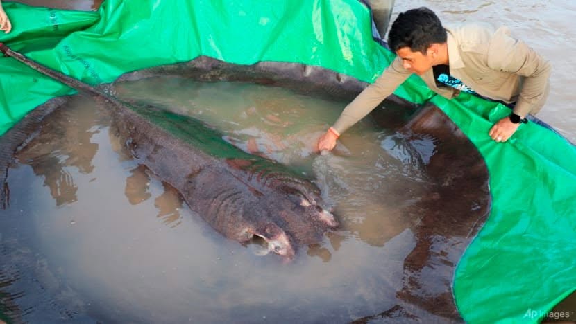 Boramy: Giant Cambodian Stingray Sets World Record
