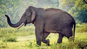 Sri Lanka Wildlife Tusker Organisation Warns 13 Tuskers Face High Risk