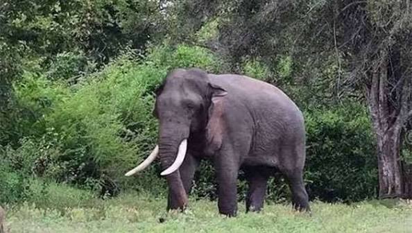 Sri Lanka Places Wildlife Offices on High Alert as Authorities Monitor Kawanthissa Elephant’s Health