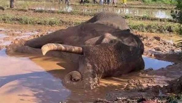 Opposition Calls for Parliamentary Select Committee to Investigate Death of Elephant Kawanthissa