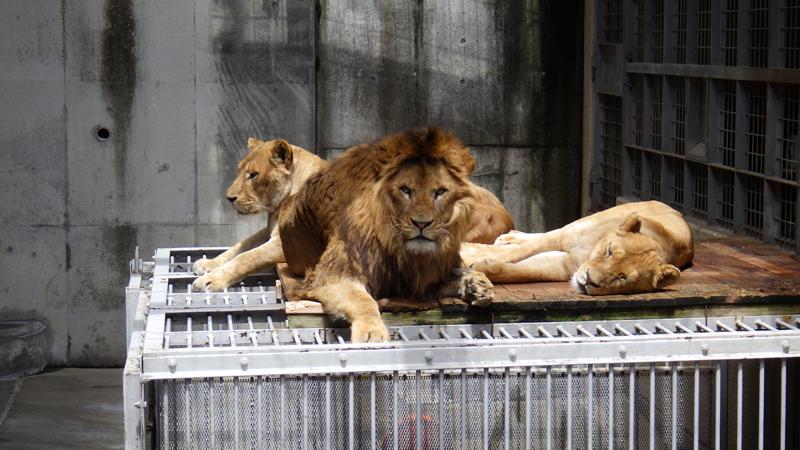 Three Lions At Tokyo Zoo Die Amid Extreme Heat